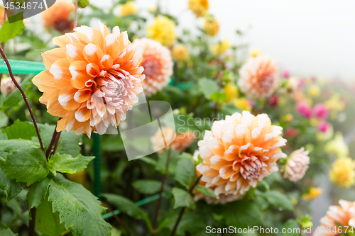 Image of Beautiful Chrysanthemums