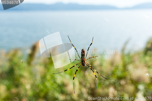 Image of Spider on net