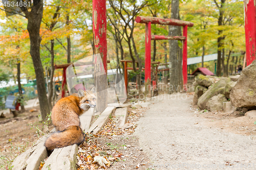 Image of Fox and japanese temple