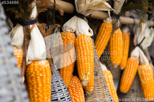 Image of Dried corn cobs