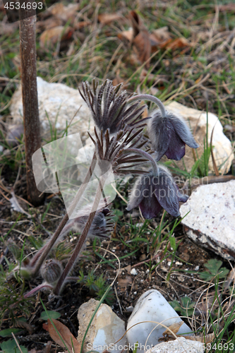 Image of Pulsatilla flowers