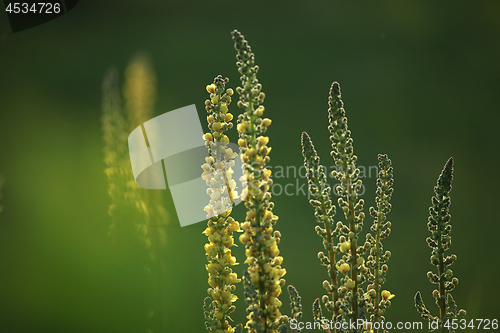 Image of Wild flowers on green background. 