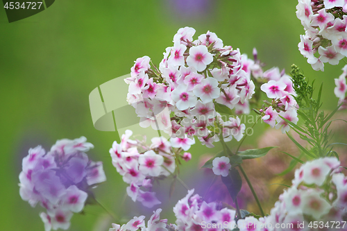 Image of White phlox in green garden.