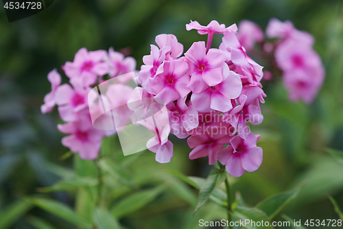 Image of Pink phlox in green garden.