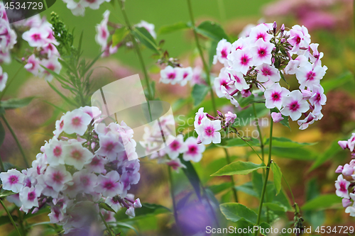 Image of White phlox in green garden.