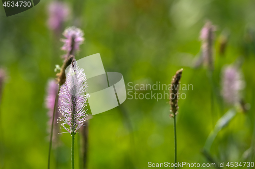 Image of Wild flowers on green meadow