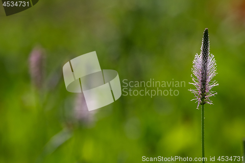 Image of Wild flowers on green meadow
