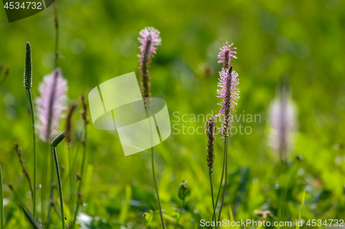 Image of Wild flowers on green meadow