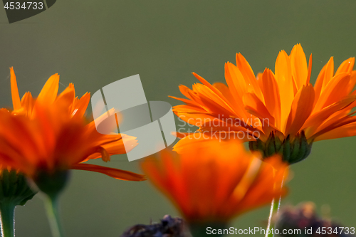 Image of Orange calendula in green garden.