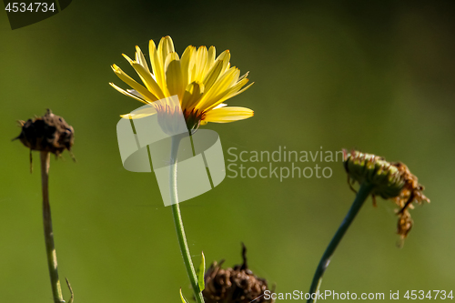 Image of Yellow calendula in green garden.