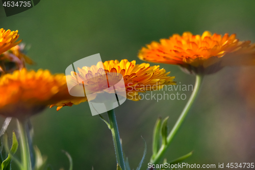 Image of Orange calendula in green garden.