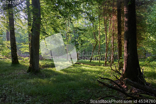 Image of Light entering rich deciduous forest