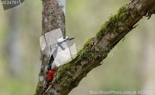 Image of Great spotted woodpecker (Dendrocopos major) female