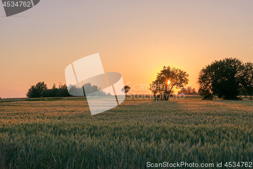 Image of Late spring sunset with cereal field in foreground