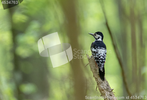 Image of White-backed woodpecker (Dendrocopos leucotos) female