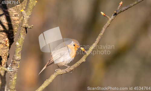 Image of  robin (Erithacus rubecula) sitting