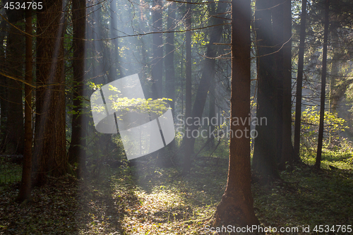 Image of Sunbeam entering rich deciduous forest