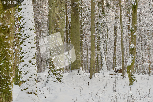 Image of Wintertime landscape of snowy deciduous stand