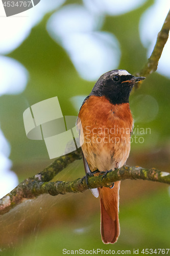 Image of Common redstart (Phoenicurus phoenicurus) on branch