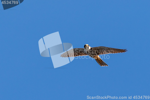 Image of  Peregrine Falcon (Falco peregrinus) in flight