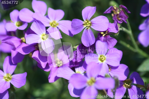 Image of blue pillow (Aubrieta) 