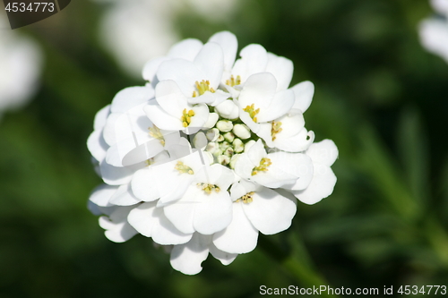 Image of white-flowered candytuft (Iberis sempervirens) 