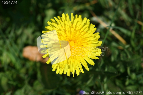 Image of yellow dandelion flower 