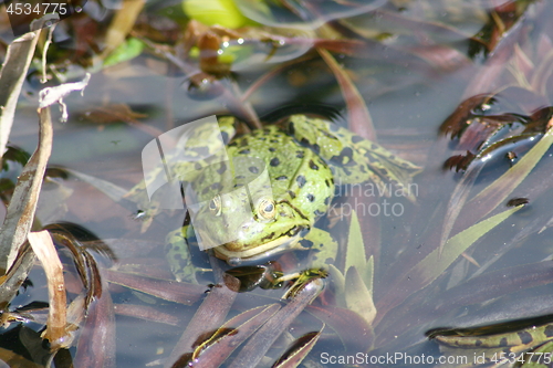 Image of green water frog 