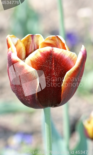 Image of tulip 