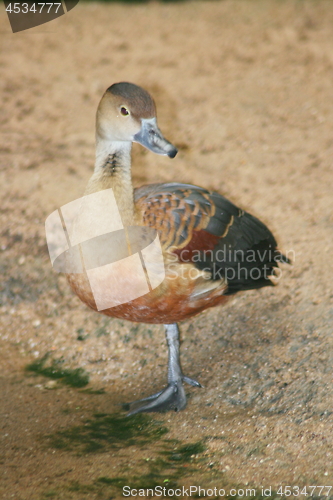 Image of yellow whistle goose (Dendrocygna bicolor)