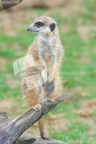 Image of Meerkat (Suricata suricatta)