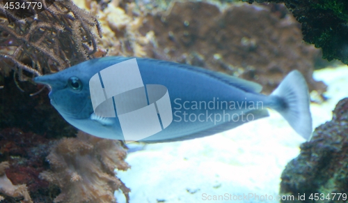 Image of blue fish