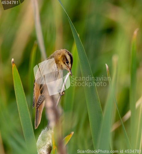 Image of Sedge warbler (Acrocephalus schoenobaenus) on reed