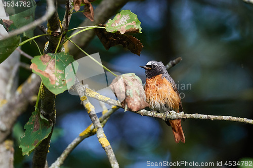 Image of Common redstart (Phoenicurus phoenicurus) on branch