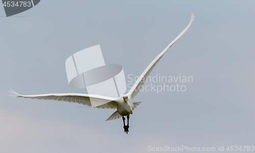 Image of Great Egret (Ardea alba) in flight