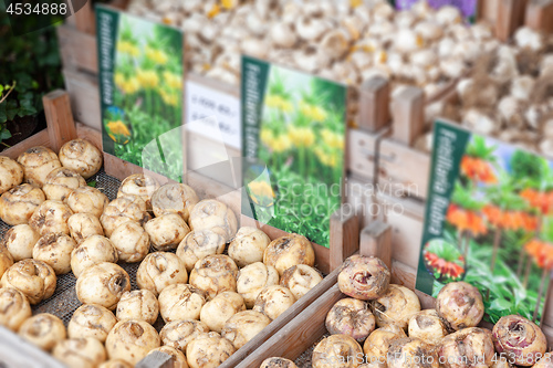 Image of Fritillaria Lutea and Rubra tuber