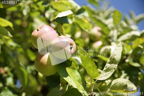 Image of Apple Tree
