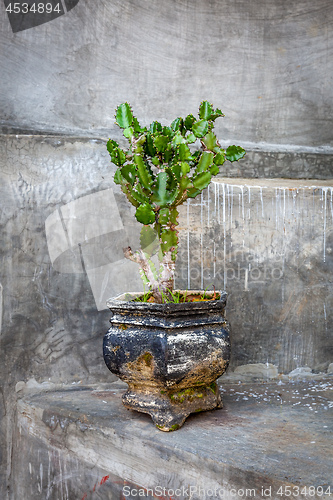 Image of Cactus growing in a grungy old black pot