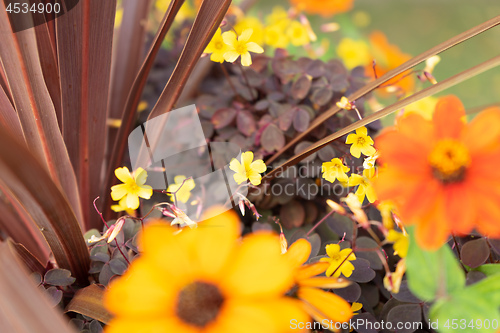 Image of beautiful yellow flowers background