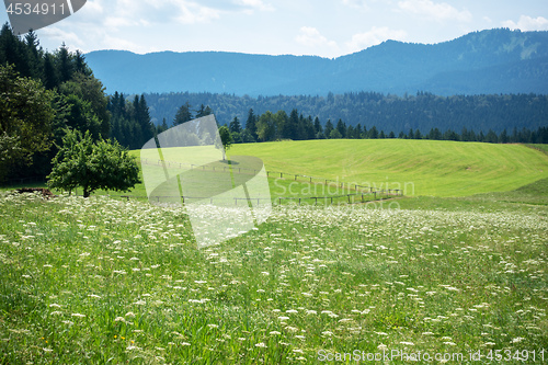 Image of green meadow with flowers