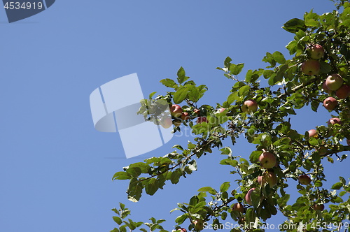 Image of Apple Tree