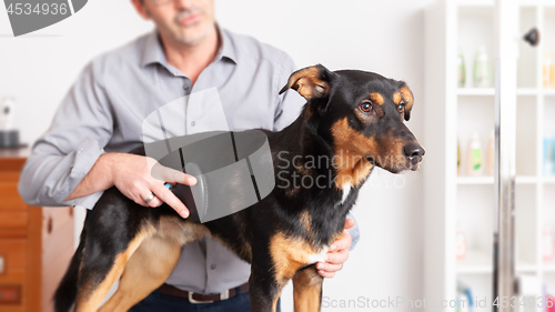 Image of Sweet Dog Grooming
