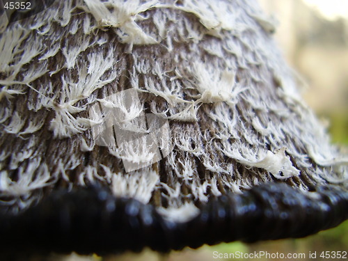 Image of mushroom