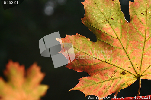 Image of leaf