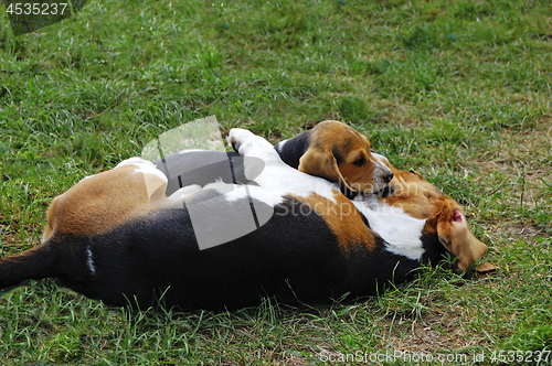 Image of Beagles