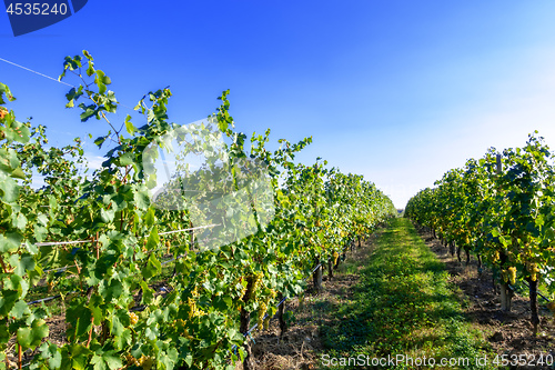 Image of typical vineyard in northern Italy Trentino