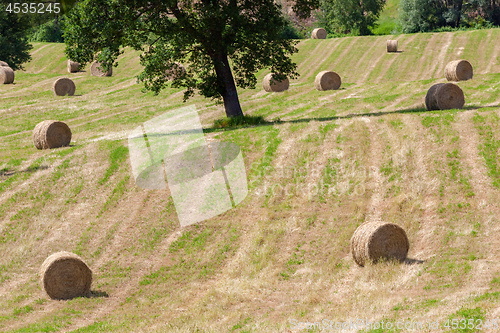 Image of some straw bales on a field in Marche Italy