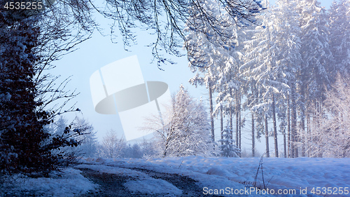 Image of snowy winter forest scenery