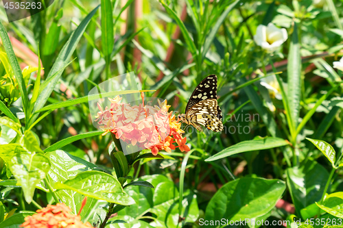 Image of a butterfly on a red flower Bali Indonesia