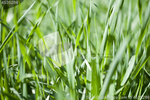 Image of Field of green grass closeup. 